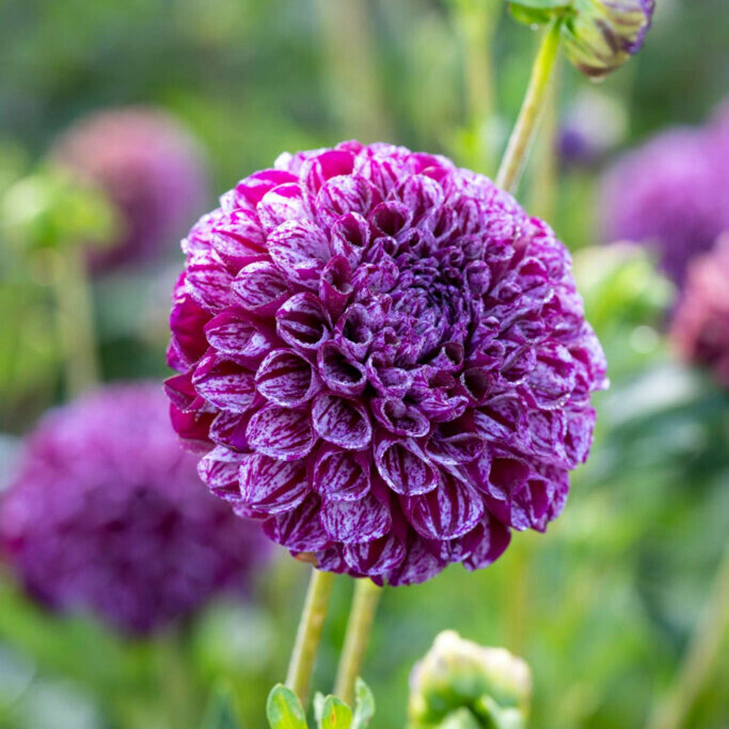 Daalia 'Marble Ball'
